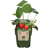 Capsun Productiv Corona (Fragaria), capsuni dulci, productivi si usor de cultivat, an 1 pe rod