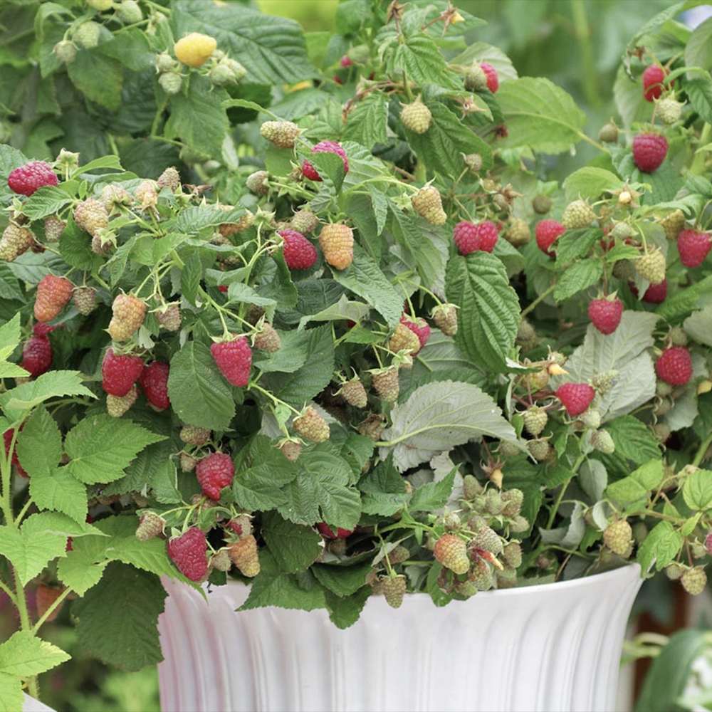 Capsun Productiv Corona (Fragaria), capsuni dulci, productivi si usor de cultivat, an 1 pe rod