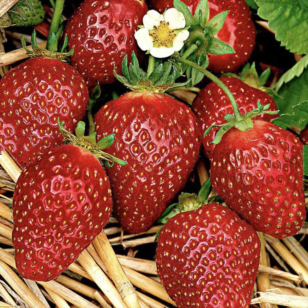 Capsun Productiv Corona (Fragaria), capsuni dulci, productivi si usor de cultivat, an 1 pe rod