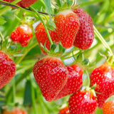 Capsun Productiv Corona (Fragaria), capsuni dulci, productivi si usor de cultivat, an 1 pe rod