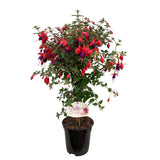 Copacel Cercelus (Fuchsia) Angela, planta decorativa cu flori rosii- mov vara