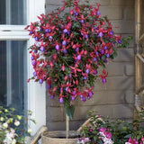 Copacel Cercelus (Fuchsia) Angela, planta decorativa cu flori rosii- mov vara