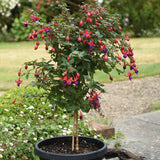 Copacel Cercelus (Fuchsia) Angela, planta decorativa cu flori rosii- mov vara