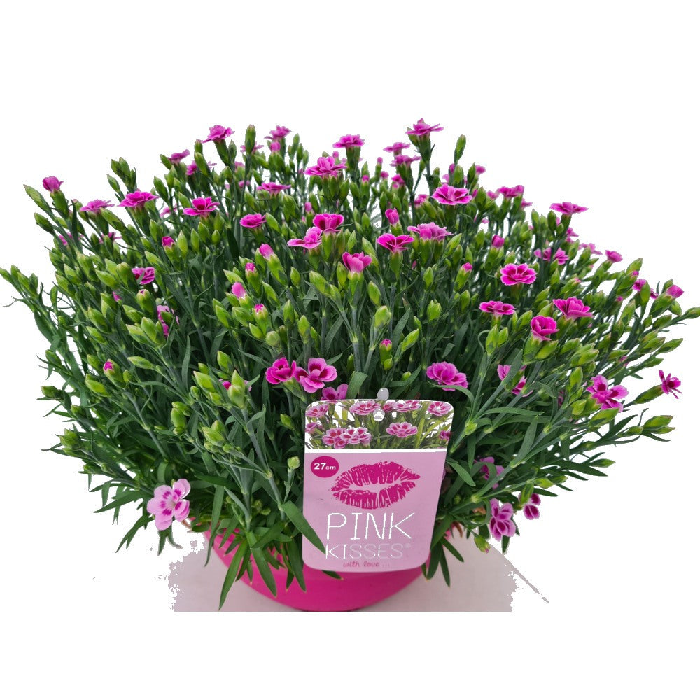 Карамфил (Dianthus) Pink Kisses, двуцветни цветове с нежен аромат
