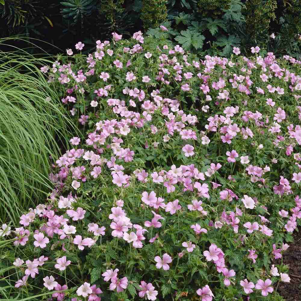 Гераниум 'Wargrave Pink' – почвопокривно многогодишно растение с розови цветове