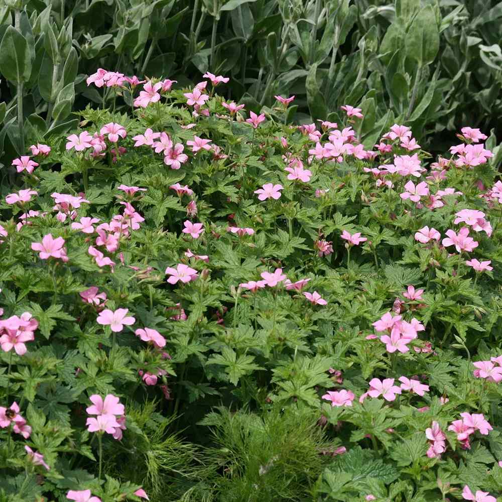 Гераниум 'Wargrave Pink' – почвопокривно многогодишно растение с розови цветове