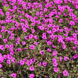 Гераниум Geranium cinereum subcaulescens – многогодишно почвопокривно с пурпурни цветове
