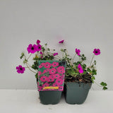 Гераниум Geranium cinereum subcaulescens – многогодишно почвопокривно с пурпурни цветове