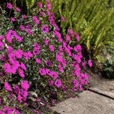Гераниум Geranium cinereum subcaulescens – многогодишно почвопокривно с пурпурни цветове