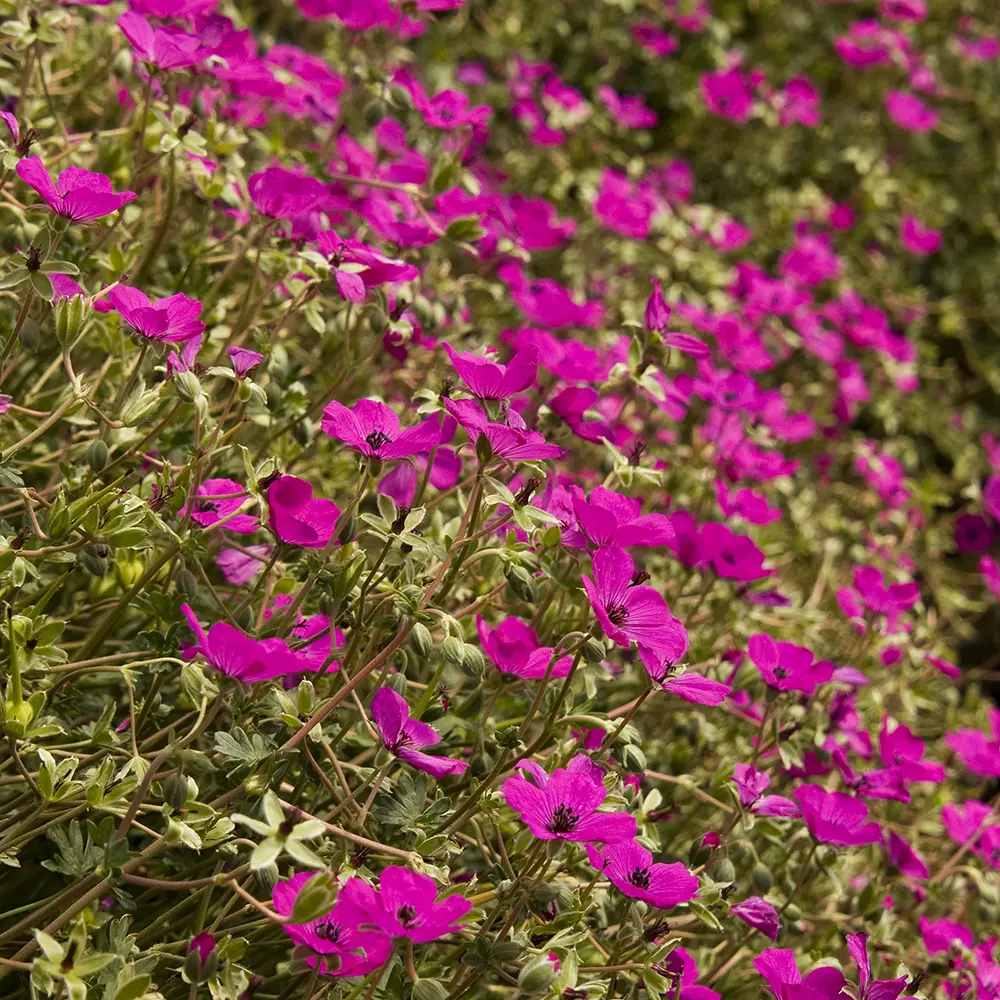 Гераниум Geranium cinereum subcaulescens – многогодишно почвопокривно с пурпурни цветове