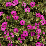 Гераниум Geranium cinereum subcaulescens – многогодишно почвопокривно с пурпурни цветове