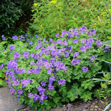 Ciocul Berzei Magnificum Rosemoor, tarator, flori violet intens, acoperire rapida sol