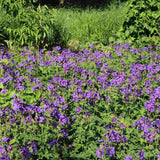 Ciocul Berzei Magnificum, tarator, flori violet intens, acoperire rapida sol