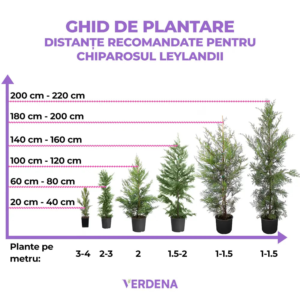 PROMO 4 bucati la 189.9 Lei/bucata, Chiparos Leylandii Stalp de Gheata, gard viu vesnic verde