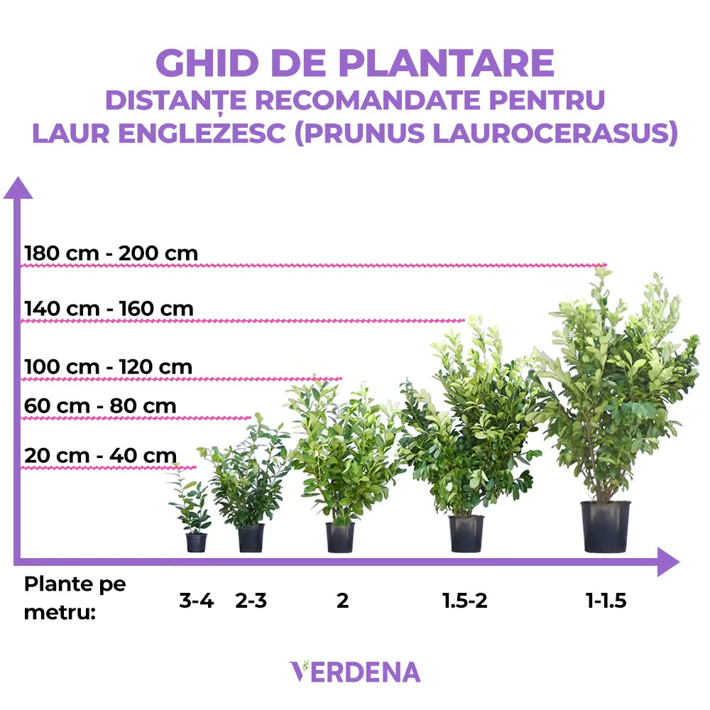 Laur Englezesc Herbergii, vesnic verde, gard viu rapid, rezistent la boli, frig si caldura, inflorire decorativa