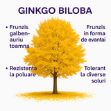 Arborele Pagodelor (Ginkgo Biloba), colorit de toamna cu frunze aurii, specie antica, perfect pentru umbra