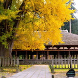 Arborele Pagodelor (Ginkgo Biloba), colorit de toamna cu frunze aurii, specie antica, perfect pentru umbra