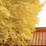 Arborele Pagodelor (Ginkgo Biloba), colorit de toamna cu frunze aurii, specie antica, perfect pentru umbra