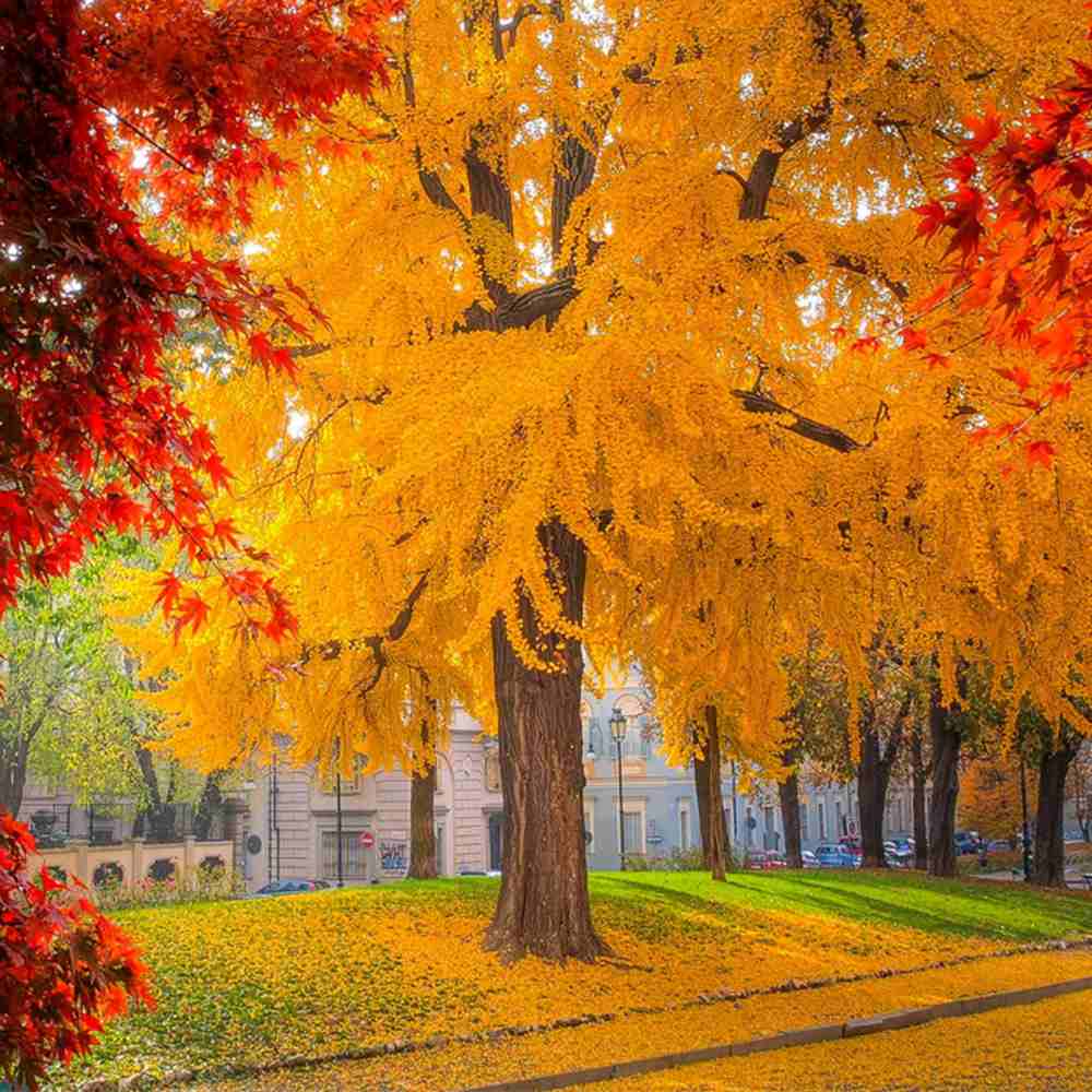Arborele Pagodelor (Ginkgo Biloba), colorit de toamna cu frunze aurii, specie antica, perfect pentru umbra