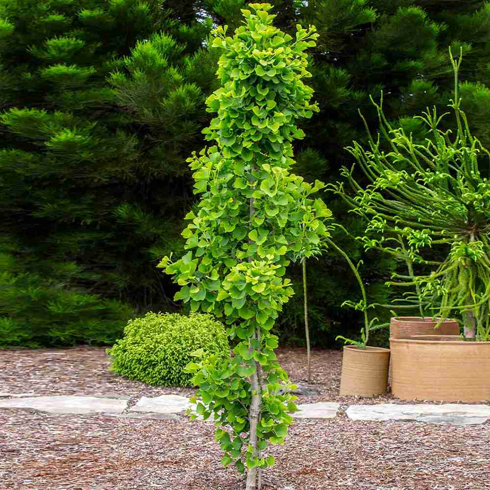 Дърво на пагодите колонновидно Blagon (Ginkgo biloba), есенна окраска със златиста листна маса