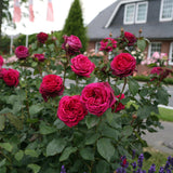 Trandafir Teahibrid purpuriu-violet Contesa Diana, parfum intens