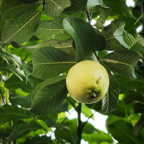 Лимонова гуава (Psidium guajava), в саксия, екзотично растение с сладко-кисели тропически плодове с наситен аромат