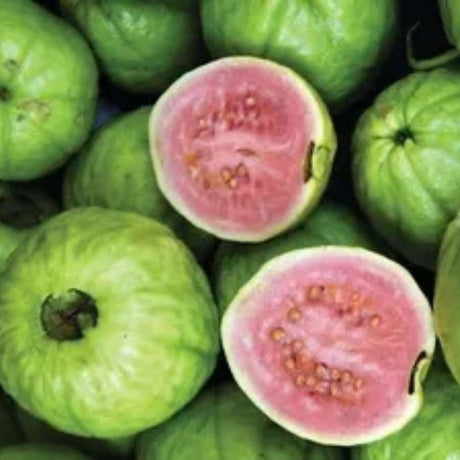 Кетли гуава (Psidium cattleyanum), екзотично растение с червени сладко-кисели плодове с аромат на ягода и гуава, бяло-креместа месеста част