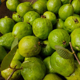 Кетли гуава (Psidium cattleyanum), екзотично растение с червени сладко-кисели плодове с аромат на ягода и гуава, бяло-креместа месеста част