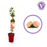 Кетли гуава (Psidium cattleyanum), екзотично растение с червени сладко-кисели плодове с аромат на ягода и гуава, бяло-креместа месеста част