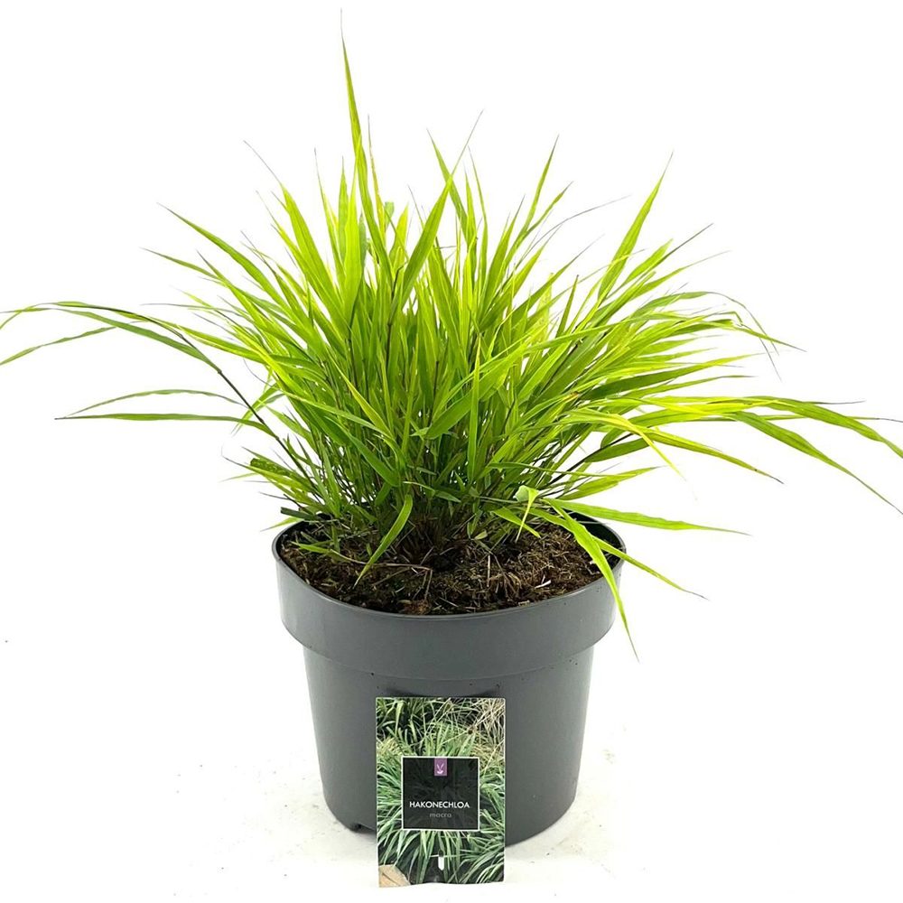 Iarba japoneza Aurie Hakonechloa All Gold, iarba aurie decorativa pentru umbra, foarte eleganta