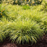 Iarba ornamentala japoneza Hakonechloa Macra Aureola, decorativa galben-verde, pentru umbra, foarte eleganta
