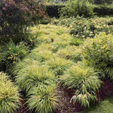 Iarba ornamentala japoneza Hakonechloa Macra Aureola, decorativa galben-verde, pentru umbra, foarte eleganta