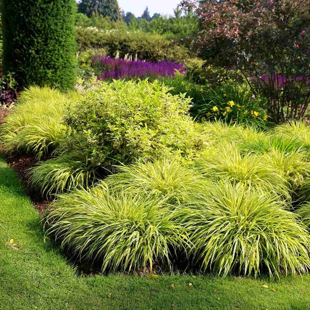 Iarba ornamentala japoneza Hakonechloa Macra Aureola, decorativa galben-verde, pentru umbra, foarte eleganta