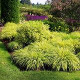Iarba ornamentala japoneza Hakonechloa Macra Aureola, decorativa galben-verde, pentru umbra, foarte eleganta