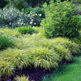 Iarba ornamentala japoneza Hakonechloa Macra Aureola, decorativa galben-verde, pentru umbra, foarte eleganta