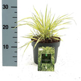 Iarba ornamentala japoneza Hakonechloa Macra Aureola, decorativa galben-verde, pentru umbra, foarte eleganta