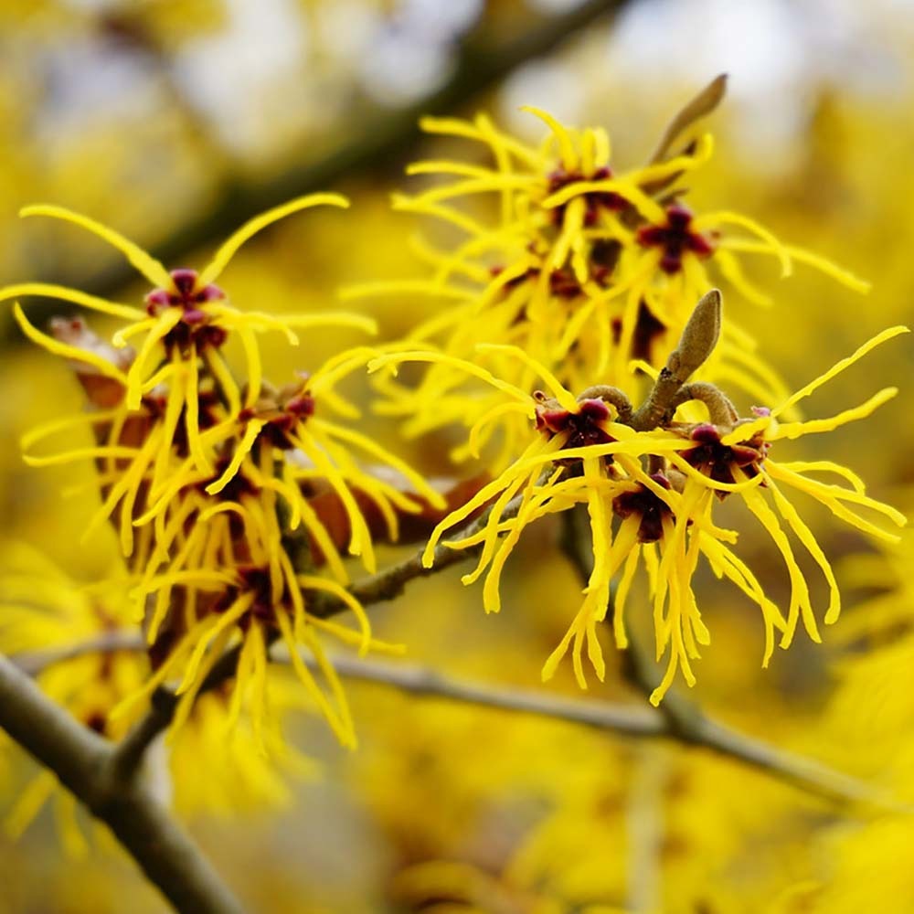 Alunul vrajitoarelor (Hamamelis intermedia), cu flori galbene