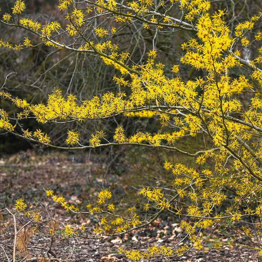 Alunul vrajitoarelor (Hamamelis intermedia), cu flori galbene