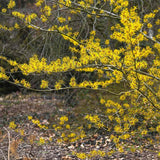 Alunul vrajitoarelor (Hamamelis intermedia), cu flori galbene