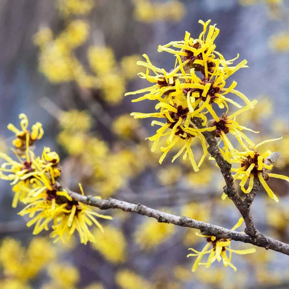 Alunul vrajitoarelor (Hamamelis intermedia), cu flori galbene