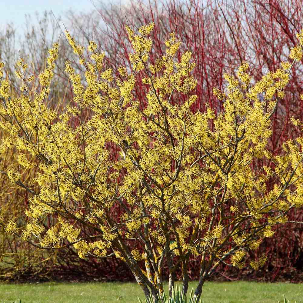 Alunul vrajitoarelor (Hamamelis intermedia), cu flori galbene