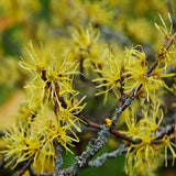 Alunul vrajitoarelor (Hamamelis intermedia), cu flori galbene