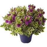 Hebe Andersonii Variegata Classica, arbust decorativ pitic cu flori mov-roz, frunzis tricolor, ideal pentru borduri si ghivece, rezistenta ridicata la frig si seceta, flori violet