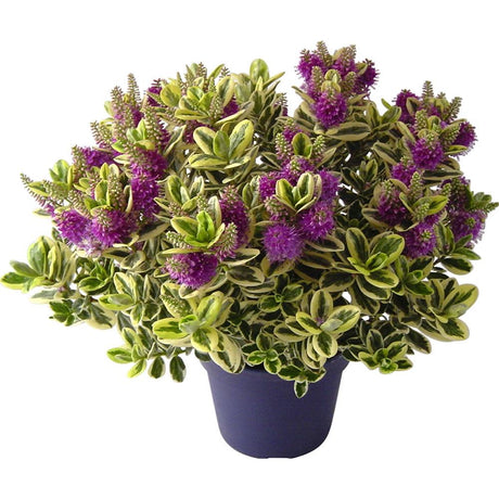 Hebe Andersonii Variegata Classica, arbust decorativ pitic cu flori mov-roz, frunzis tricolor, ideal pentru borduri si ghivece, rezistenta ridicata la frig si seceta, flori violet