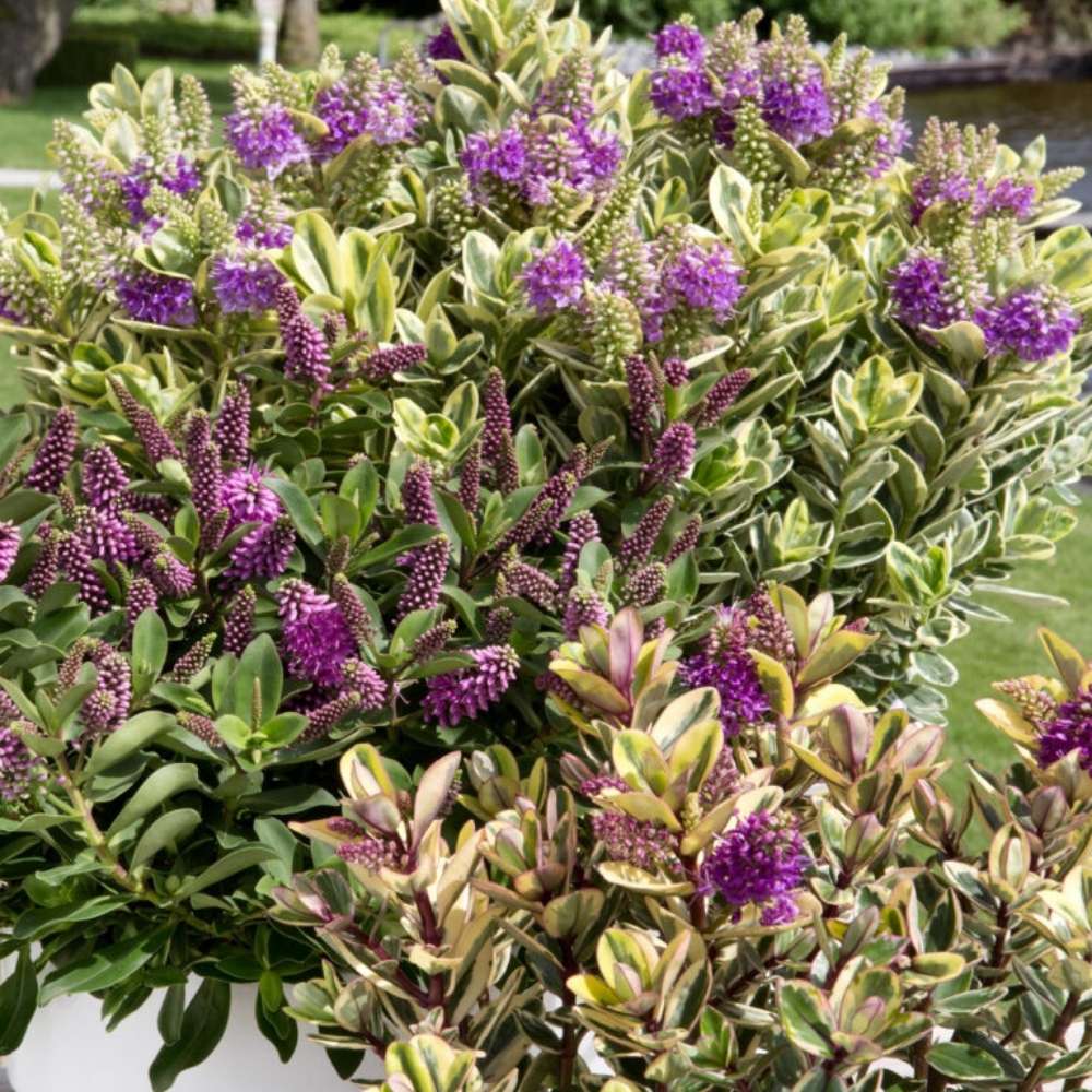 Hebe Andersonii Variegata Classica, arbust decorativ pitic cu flori mov-roz, frunzis tricolor, ideal pentru borduri si ghivece, rezistenta ridicata la frig si seceta, flori violet