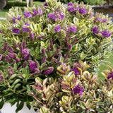 Hebe Andersonii Variegata Classica, arbust decorativ pitic cu flori mov-roz, frunzis tricolor, ideal pentru borduri si ghivece, rezistenta ridicata la frig si seceta, flori violet