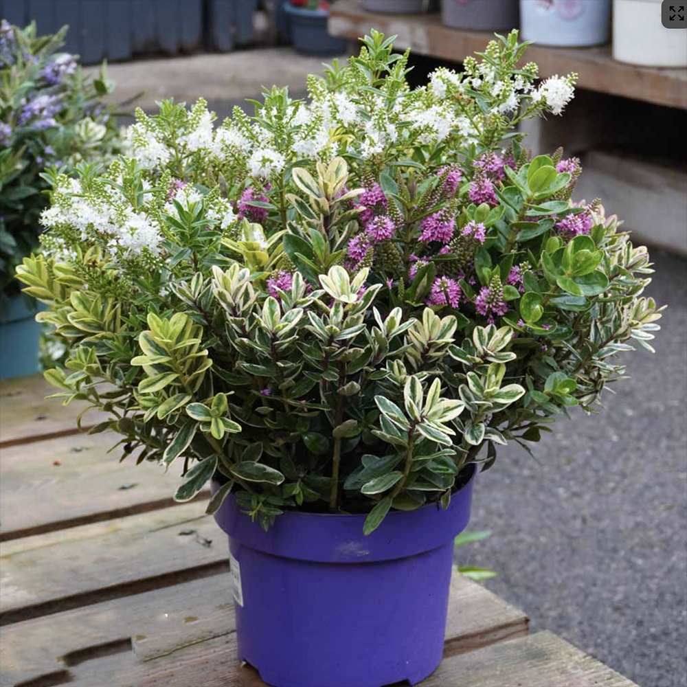 Хебе Addenda Quattro, микс от 4 сорта Hebe в тенджера, цветни цветове и вечнозелени листа