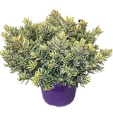 Hebe Andersonii Variegata Classica, декоративен дребен храст с розово-виолетови цветове, трицветна зеленина, за бордюри и саксии, висока устойчивост на студ и суша