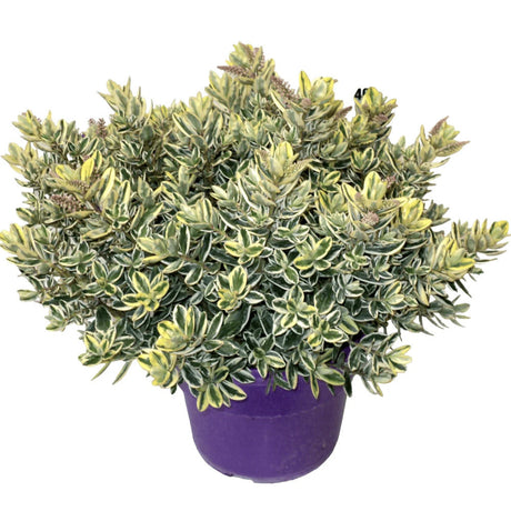 Hebe Andersonii Variegata Classica, декоративен дребен храст с розово-виолетови цветове, трицветна зеленина, за бордюри и саксии, висока устойчивост на студ и суша