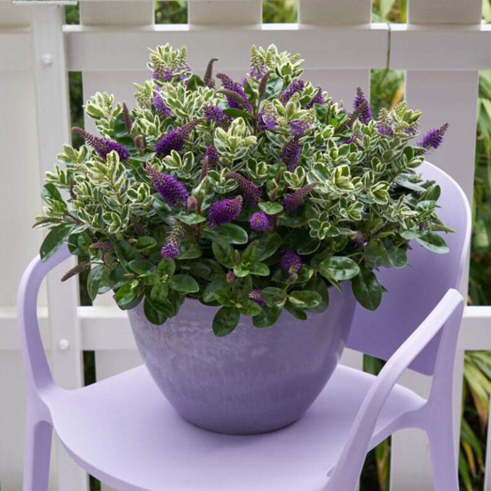 Хебе Addenda Quattro, микс от 4 сорта Hebe в тенджера, цветни цветове и вечнозелени листа